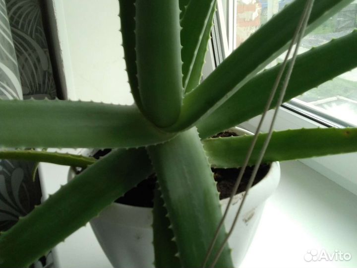 Алоэ Вера старше 5лет лекарственное растение