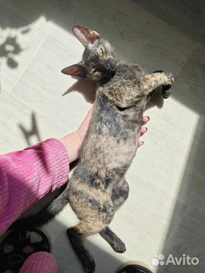 Канадский сфинкс котенок