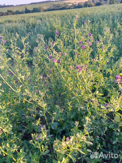 Семена люцерны