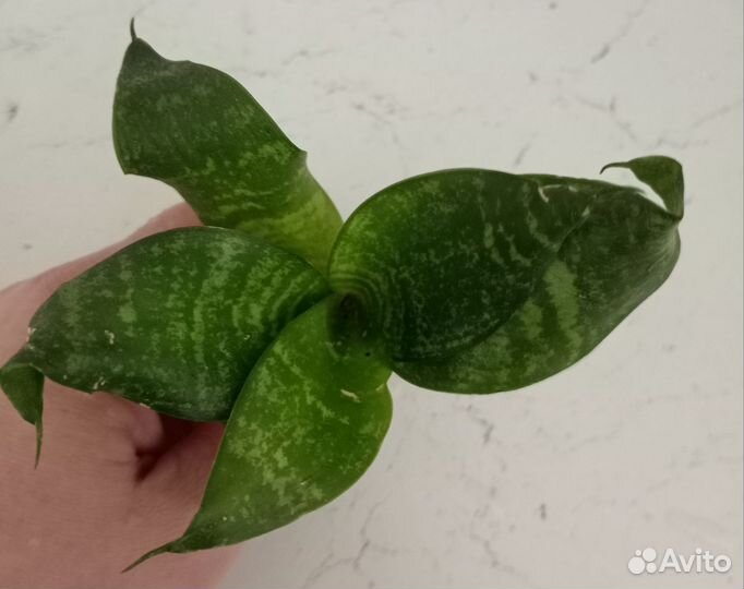 Сансевьера