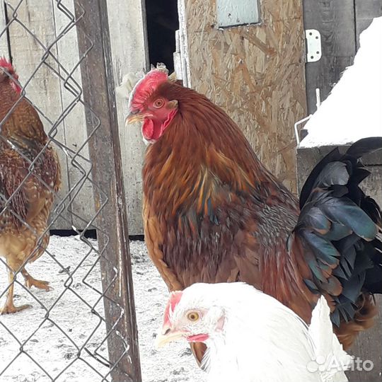 Молодые петухи