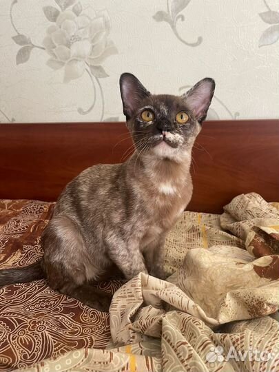 Бурманская кошка москва