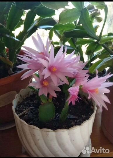 Рипсалидопсис, розовое чудо