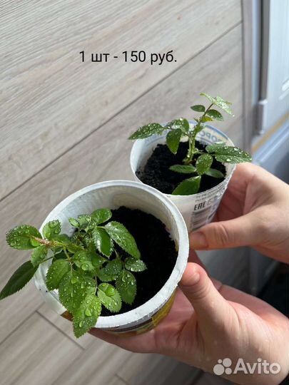 Роза комнатная домашняя, саженец. Гардения