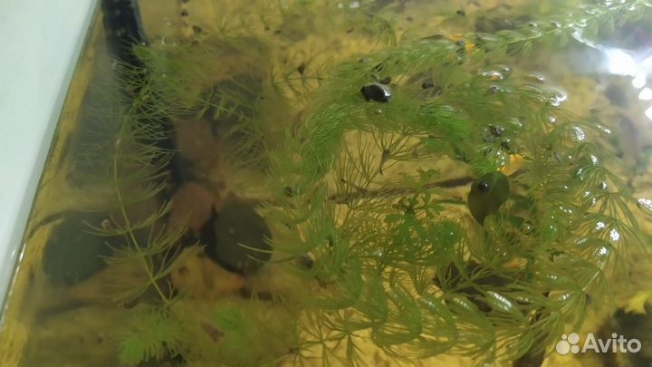 Мальки Гуппи