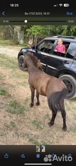 Лошадь пони