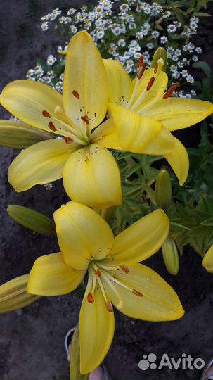 Лилии сортовые и другое