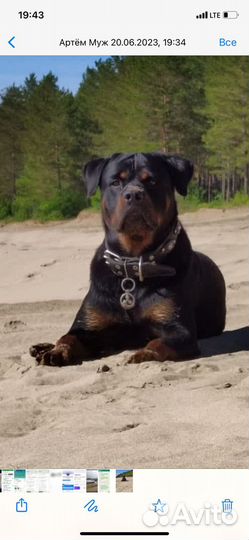 Вязка Ротвейлер