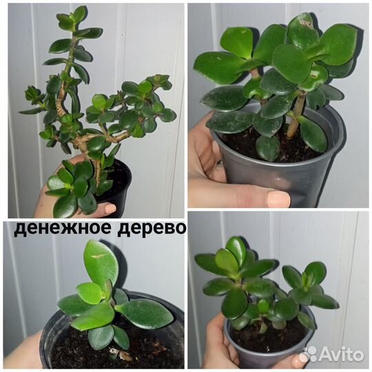 Комнатные цветы