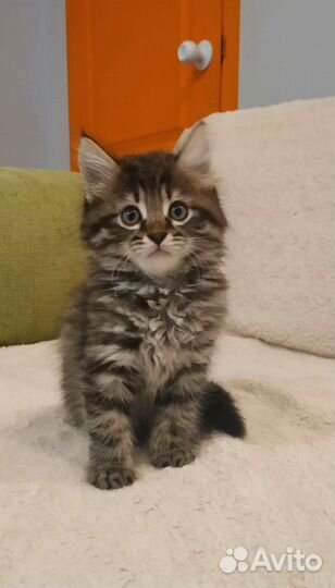 Локки и Лакки ищут свой Дом