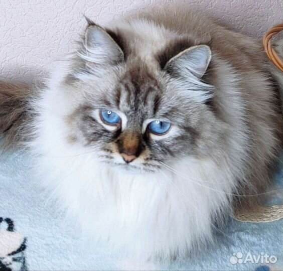 Невская маскарадная