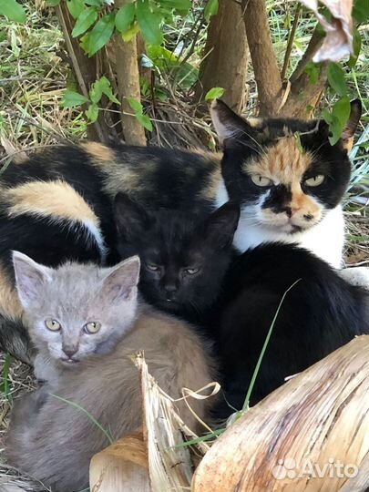 Котята ищут дом