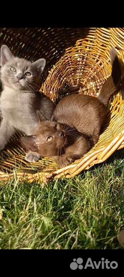 Бурманские котята