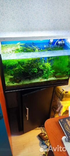 Аквариум с тумбой 60л