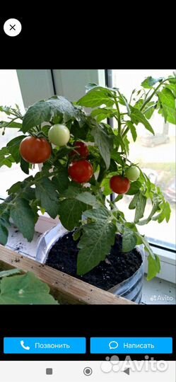 Рассада помидор черри