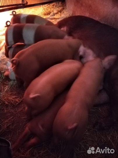 Поросята породы дюрок
