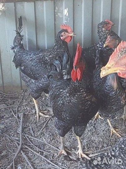 Молодые петухи