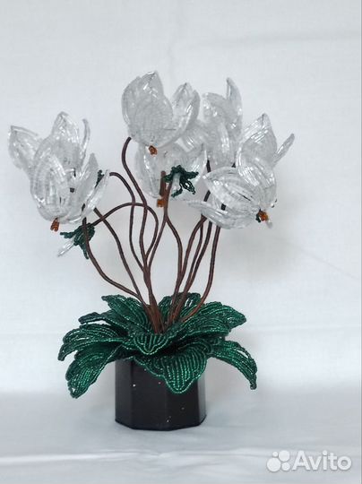 Белый цикламен