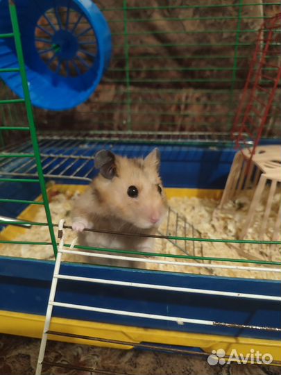 Клетка для хомяка.Хомяк в подарок