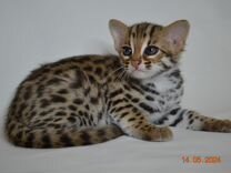 Азиатский леопардовый кот мальчики