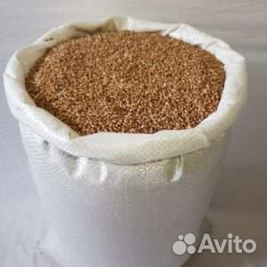 Зерно пшеница