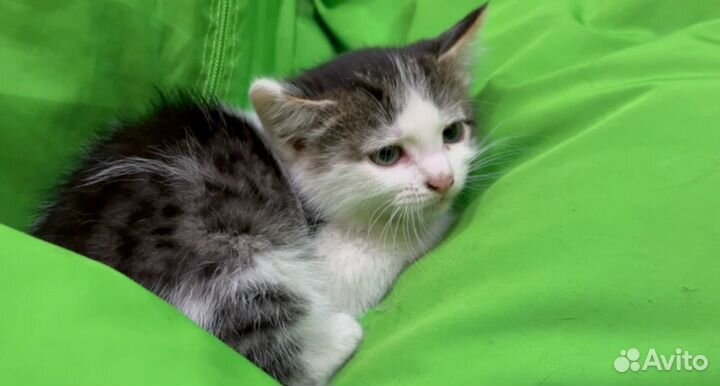 Котёнок кошечка в добрые руки