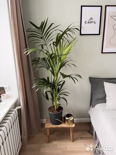 Теневыносливая пальма ховея 150 см