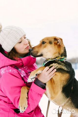 Собака подросток в добрые руки
