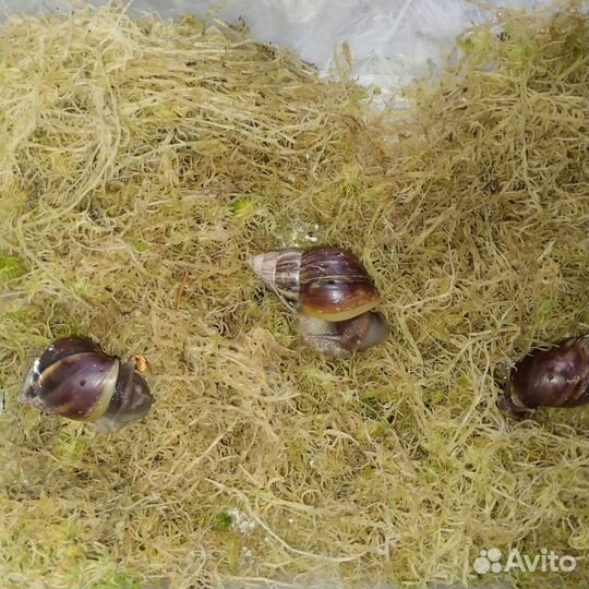 Ахатина фулика