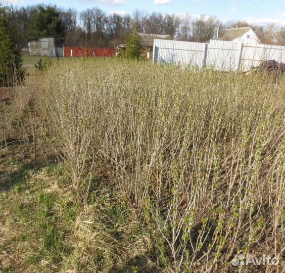 Саженцы черной смородины