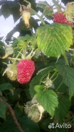 Малина, слива, крыжовник, жимолость, вишня