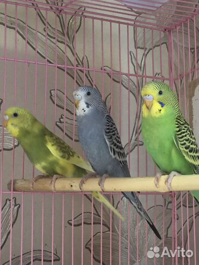 Волнистый попугай