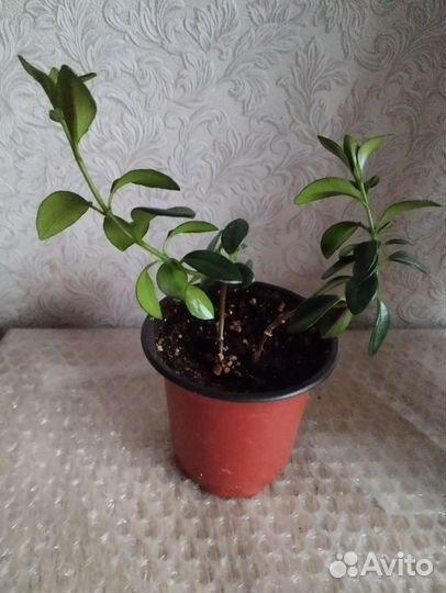 Гипоцирта или Золотая рыбка