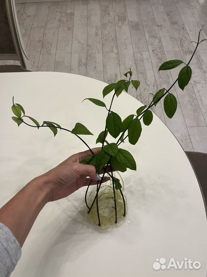 Клеродендрум Томсона