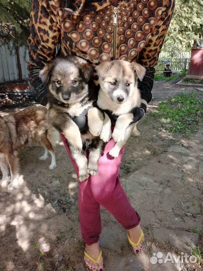 Собаки щенки в добрые руки