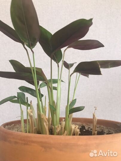 Калатея ктенанта