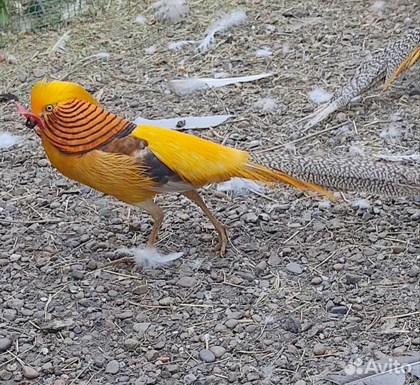 Фазаны (Золотые, Лимонные)