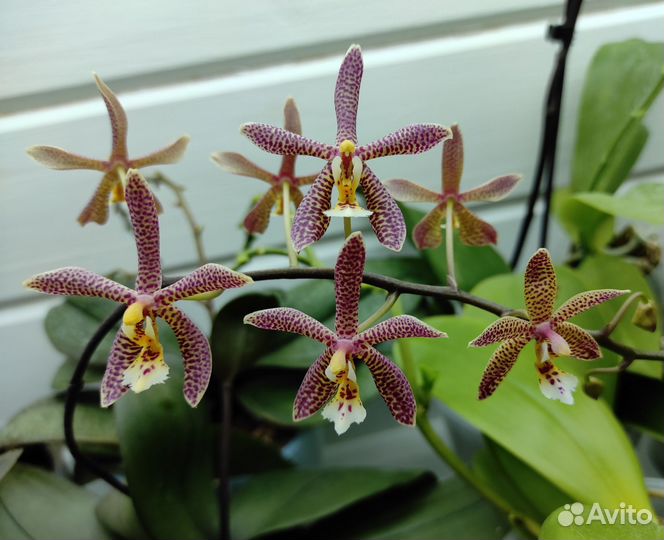 Орхидея spaider мультифлора