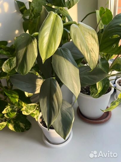 Сингониум Данг нувен