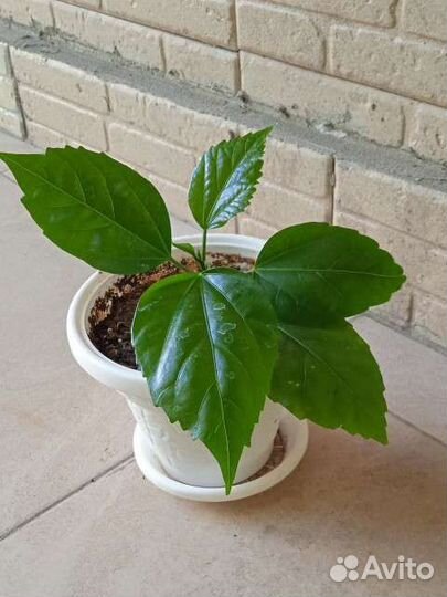 Гибискус китайская роза