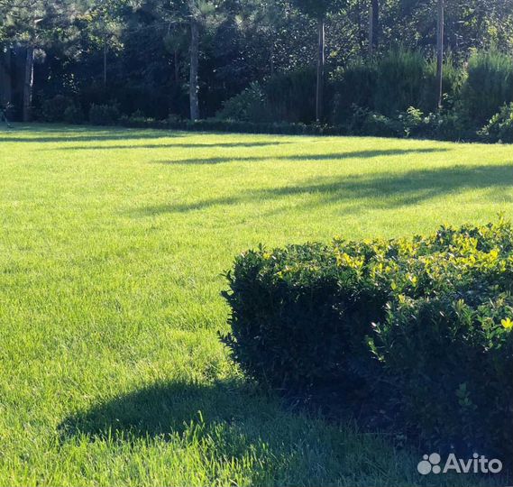 Рулонный газон, посевной газон