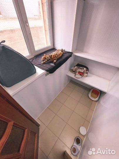 Зоогостиница Зооотель Передержка животных