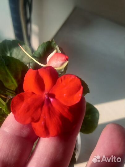 Бальзамины