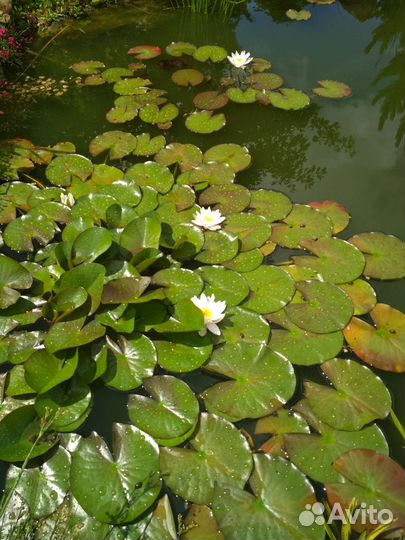 Нимфея белая