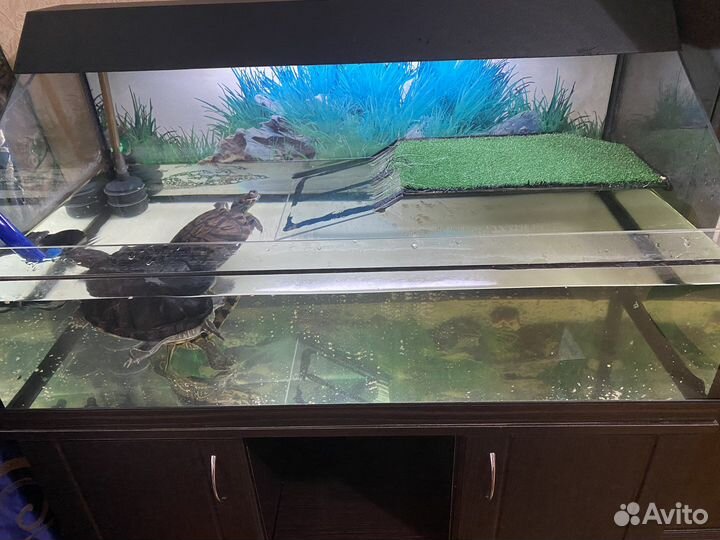 Террариум с черепахами