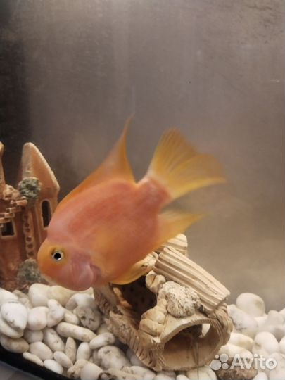 Рыба попугай