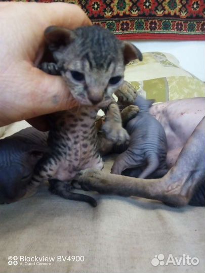 Котята сфинкс