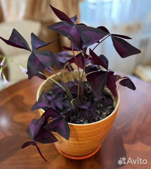 Комнатные цветы