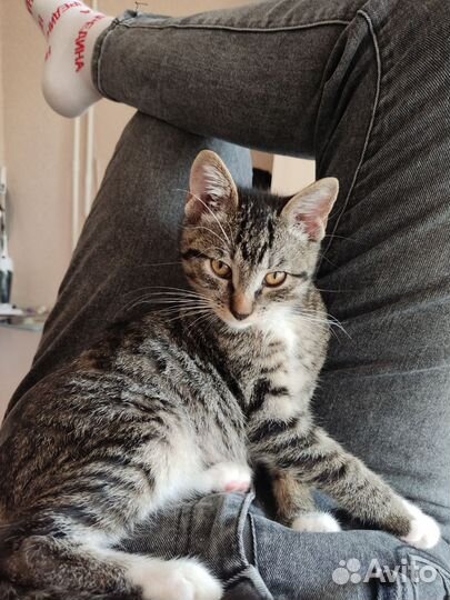 Кот