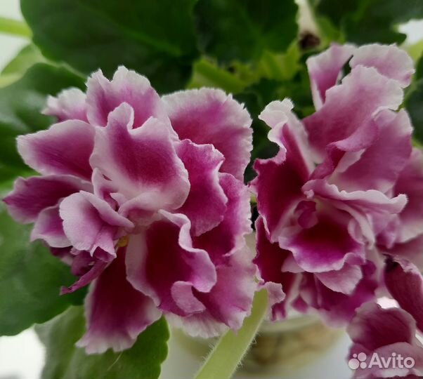 Листик фиалки